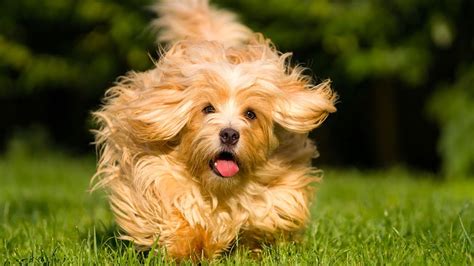 1 toy dog & no. Havanese Dog Facts - Havanese Breeders