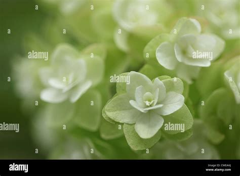 Cluster Of White Flowers Stock Photo Alamy