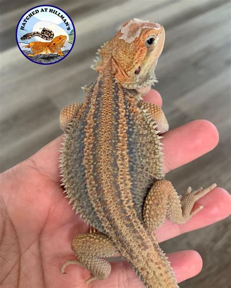 Hypo Translucent Genetic Stripe Thunderbolt Central Bearded Dragon By