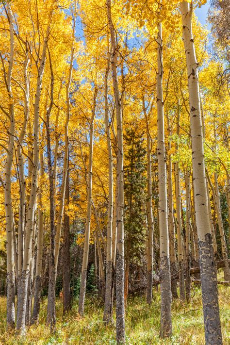 Beautiful Aspen Grove In Fall Stock Photo Image Of Outdoors