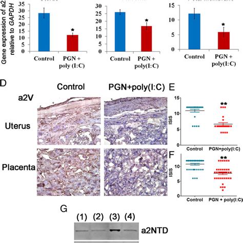 Pgn Poly I C Induces Inflammasome Activation In Uterus Total Atp Download Scientific Diagram