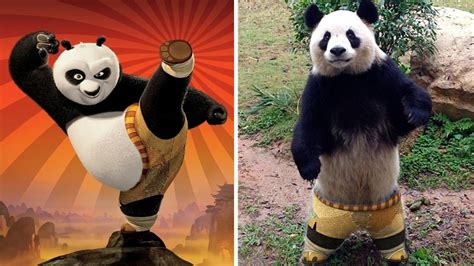 Kung Fu Panda In Real Life Kung Fu Panda Panda Kung Fu