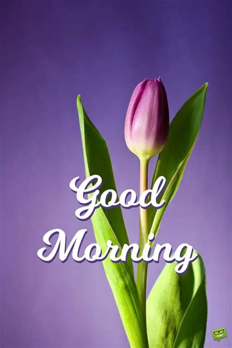 Elegant Purple Tulip Good Morning