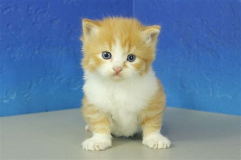 Munchkin kittens have petite bodies with short legs, thus their name. Munchkin Kittens For Sale - Buy Munchkin Kittens ...