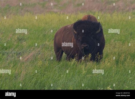 Grasslands National Park Saskatchewan Hi Res Stock Photography And