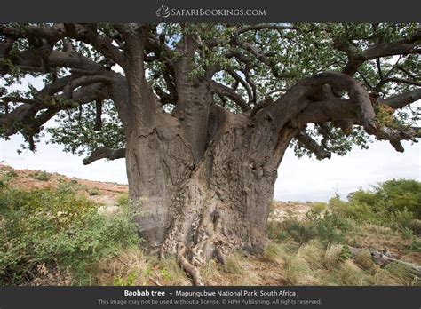 Mapungubwe Photos Images And Pictures