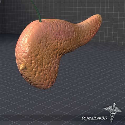 3d Model Pancreas Medical Gland