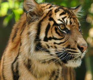 5 5 Tigers Naked And Alone In The Disappearing Sumatran Forests