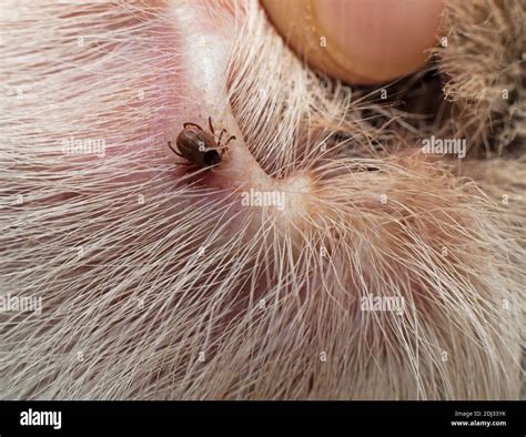 Common Dog Tick Found On The Inside Of A Dogs Ear Stock Photo Alamy