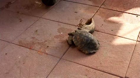 Tortoise Having Sex With Shoe Funny Moaning Starts At 133 Youtube