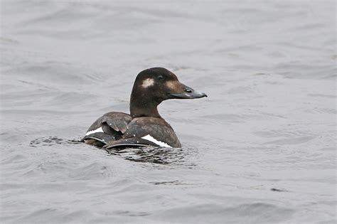 Rarity Finders American White Winged Scoter On Shetland Birdguides