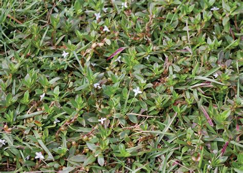Horticulturist installs special mat which suppress weeds growth. Virginia Buttonweed: No. 1 Weed Problem of Southern Lawns