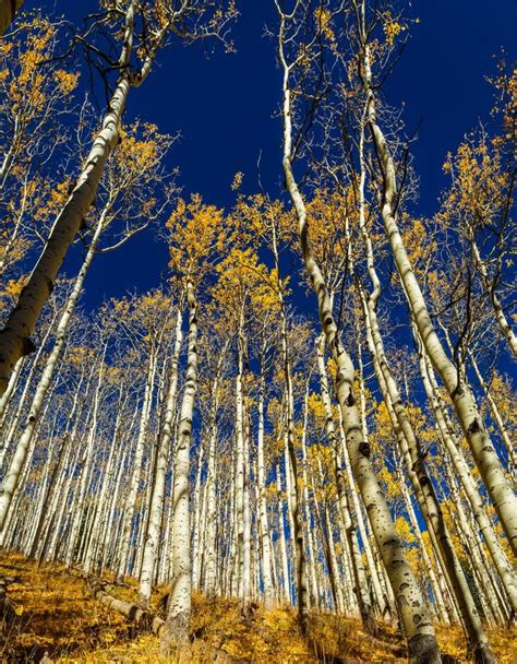 Looking Up Through The Golden Leaves Of Aspen Trees In The Fall Stock