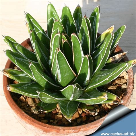 To connect with victoria, sign up for facebook today. Agave victoria-reginae