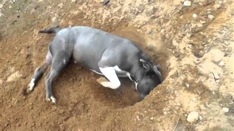 Can you make a fire pit just by digging a hole? Pitbull digging a hole - YouTube