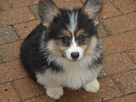 The welsh corgi is a loving and affectionate breed who will be a puppy at heart for its entire life. fluffy Corgi! I have always wanted one of these! Too ...