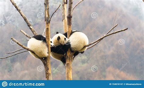 Three Cute Giant Panda Cubs Sleeping In The Tree Wulong