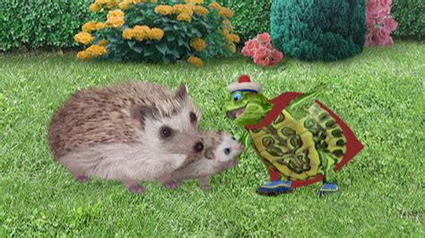 Schau Die Wonder Pets Staffel 1 Folge 15 Die Wonder Pets Rettet Den