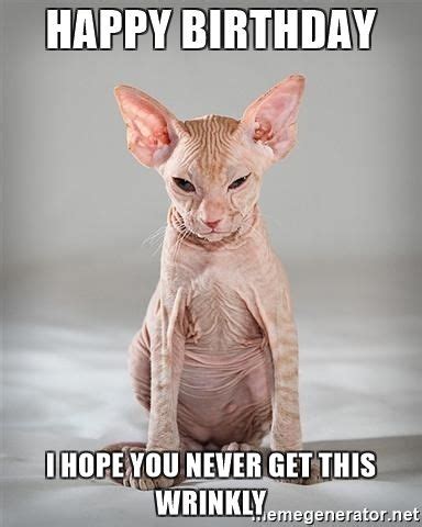 Image Result For Hairless Cat Memes Hairless Cat Evil Cat Cats