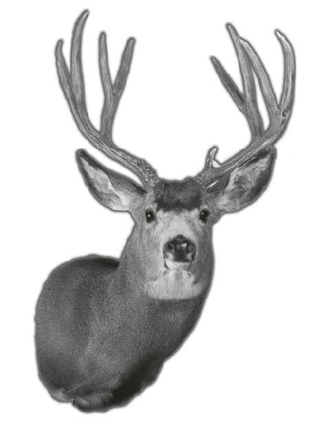 Deer Shoulder Forms By Select Taxidermy Products