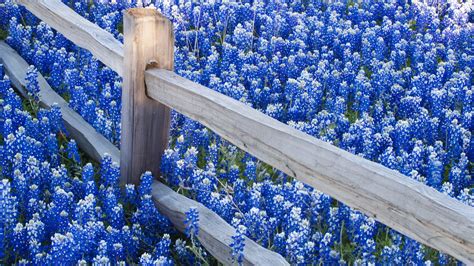 Blue Flower Hd Wallpapers