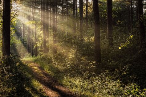 Rays Of Light In Pine Forest Stan Schaap Photography