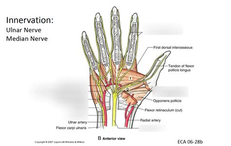 Lecture 13 Hand Innervation Diagram Quizlet