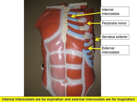 Muscles Of The Chest Abdomen 1021 Anterior Abdominal Wall At