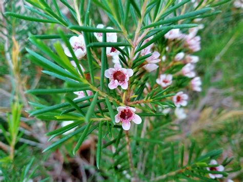 Biosfera Vegetal Flor De Cera Chamelaucium Uncinatum Desf