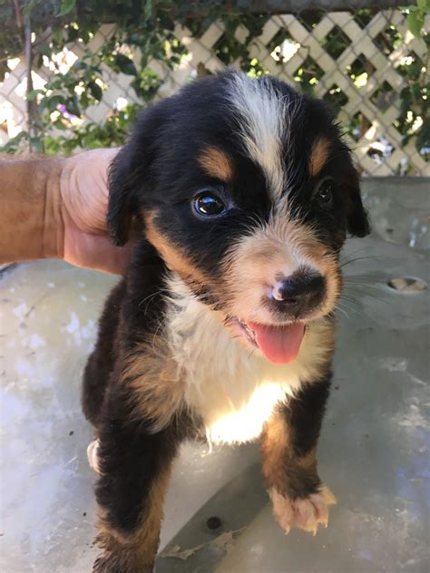 Bernese Mountain Dog Puppies For Sale Miami Fl 301734