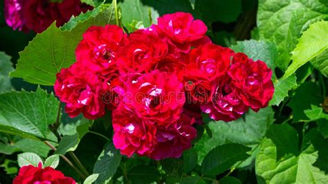 Garden Spray Red Roses With Bright Buds Stock Image Image Of Roses