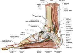 A tendon is a band of tissue that connects a the two peroneal tendons in the foot run side by side behind the outer a. Tendons In The Foot | Ankle anatomy, Foot anatomy ...