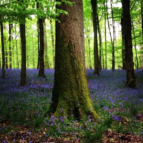 Bluebell Woods In The Forest Of Dean Forest Of Dean Countryside