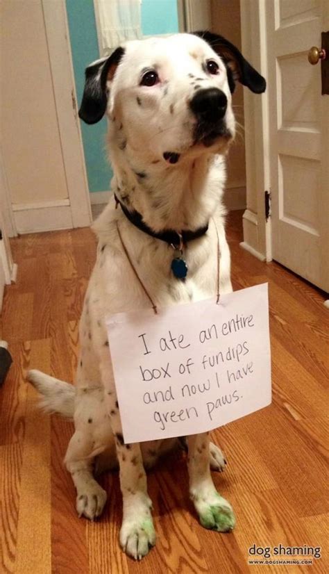 Dog Shaming Mirror Online