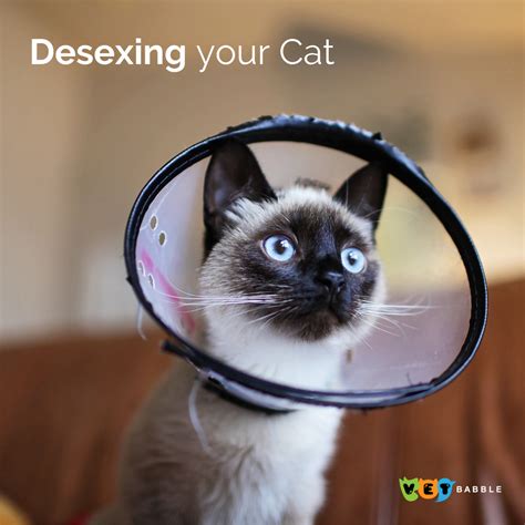 Desexing Cats Is More Common Than We Think Cat Care Cat Advice Cat Behavior