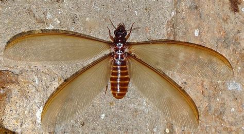 Spot The Difference Flying Termite Vs Flying Ant Blog Dixon Pest
