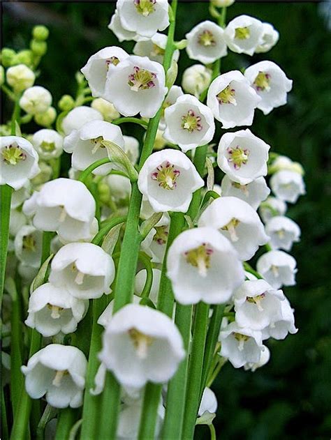 We did not find results for: Flower Homes: Lily of the Valley Flowers