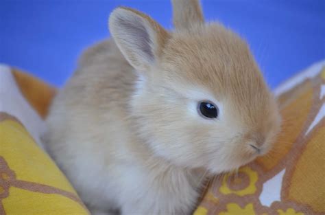 Baby Rabbits What You Need To Know Rabbit Advisor