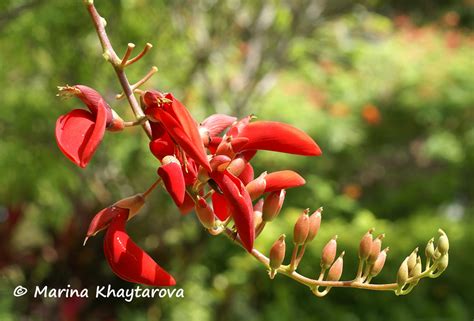 Trees Of Tropical Asia Erythrina Fusсa