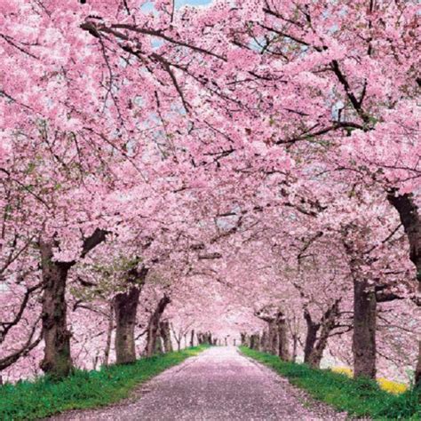 Cherry Blossom Traditional Japanese Art Wallpaper