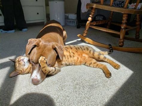 Check Out These Cute Pics Of Sunbathing Animals