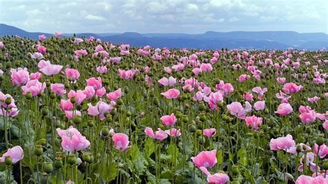Wallpaper Poppies Pink Meadow Sky Horizon Hd Picture Image
