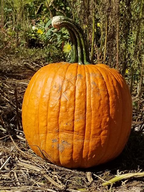 pumpkin fall november free photo on pixabay pixabay