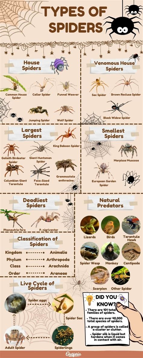 All 21 Types Of Spiders Identification Guide With Pictures Facts