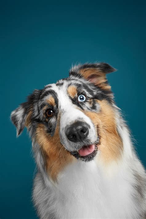 Photographers Show Unique Traits Of Dogs In An Adorable Series Of Portraits