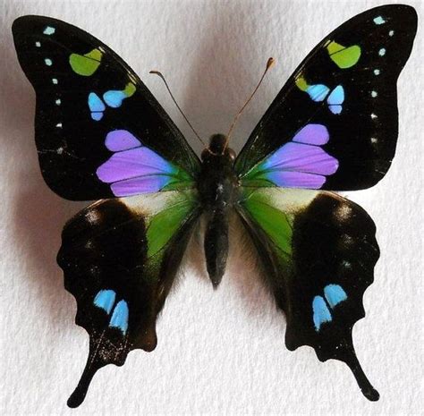 3d Butterfly Wall Art Totally Unique 4 Beautiful 3d Natural Flying
