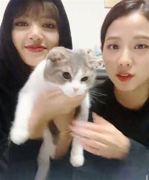 Want to discover art related to popcat? Pin by turntzy on BLACKPINK 02 | Animals, Blackpink, Cats