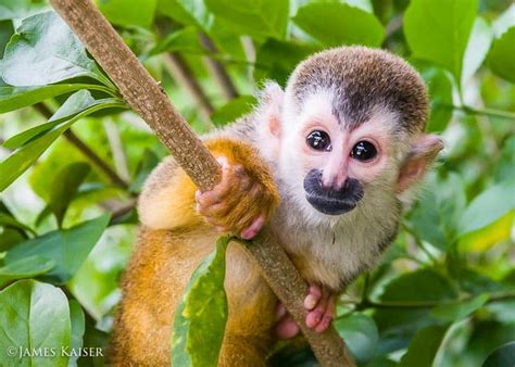 Pic Of The Day Costa Ricas Smallest Primate