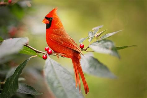Virginia State Bird Cardinal