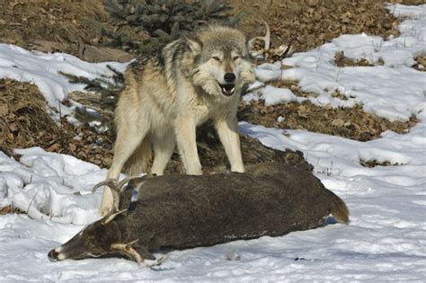 Gray Wolf On Prey Wolf Facts And Information